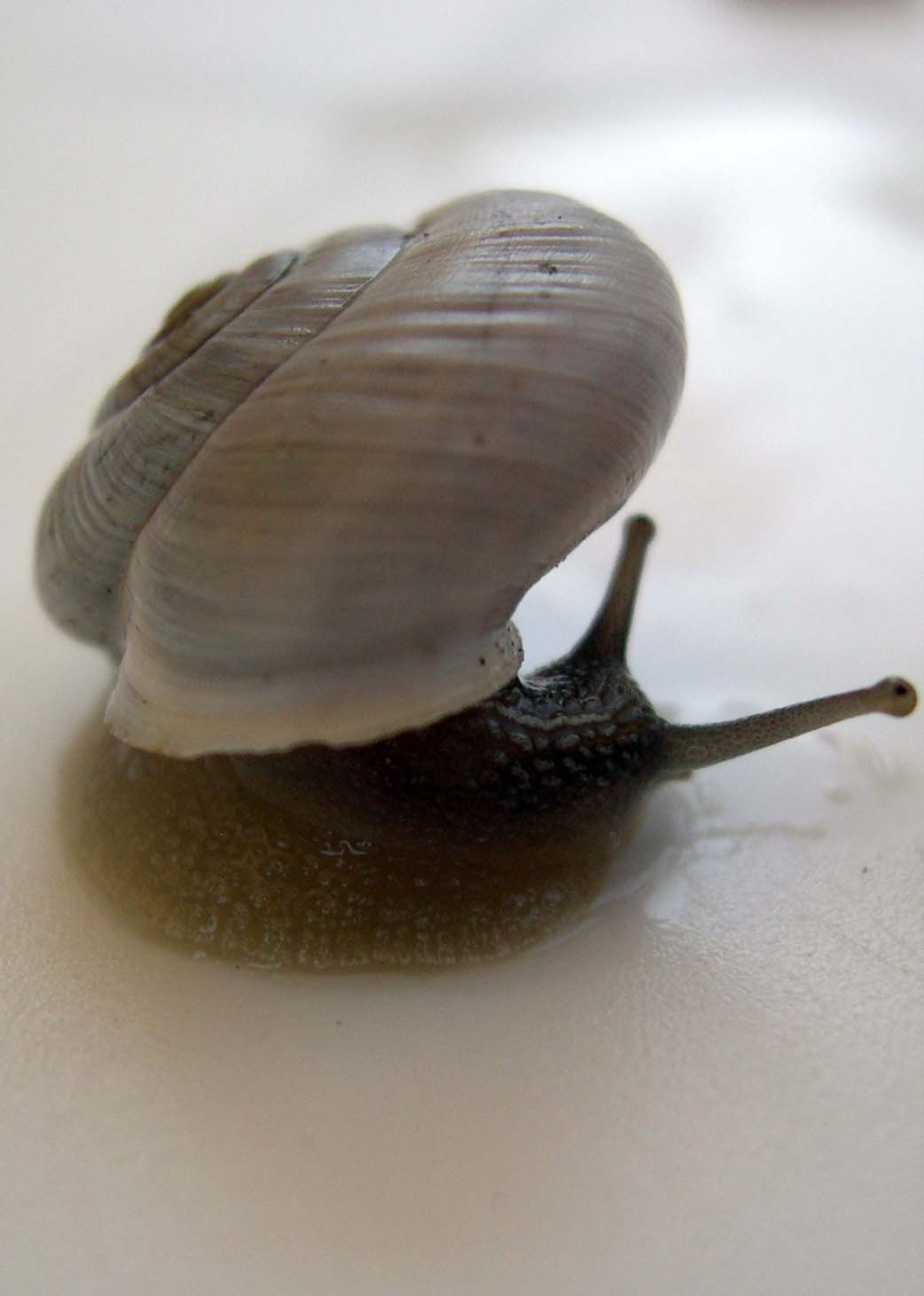 Chilostoma (Kosicia) intermedium (Frussac, 1821)